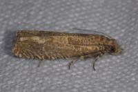 Pelochrista caecimaculana