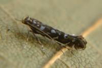 Parectopa ononidis