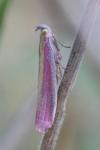 Oncocera semirubella