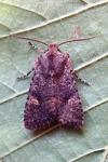 Dryobota labecula