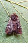 Dryobota labecula
