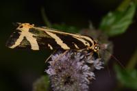 Euplagia quadripunctaria
