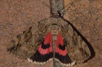 Catocala electa