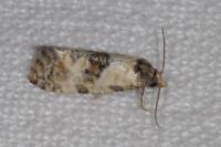 Cochylis molliculana