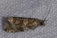 Celypha lacunana