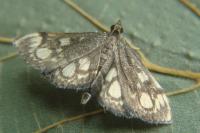 Anania coronata