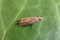 Acroclita subsequana