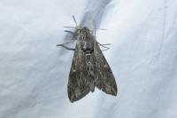 Agrius convolvuli
