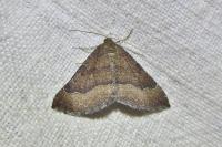 Larentia clavaria