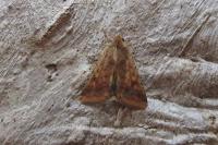 Helicoverpa armigera