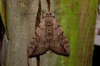 Catocala electa