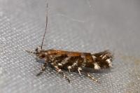 Aristotelia ericinella