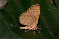 Euchoeca nebulata