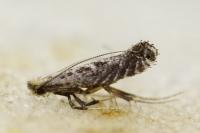 Parornix torquillella