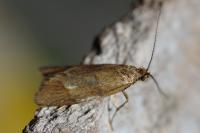 Diurnea lipsiella