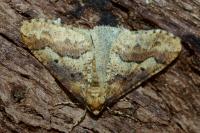 Erannis defoliaria