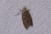 Bryotropha