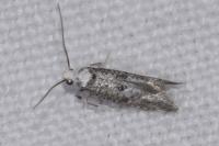 Paraswammerdamia albicapitella
