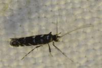 Parectopa ononidis