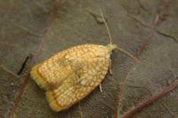 Acleris forsskaleana