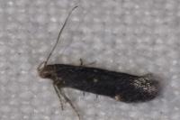 Aproaerema anthyllidella