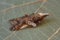 Acleris cristana