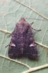 Dryobota labecula