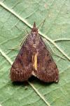 Uresiphita gilvata