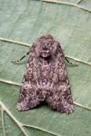 Polymixis lichenea
