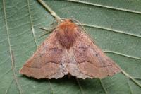 Crocallis tusciaria