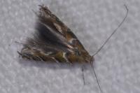 Acrocercops brongniardella