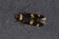 Oegoconia