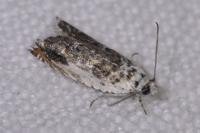 Ancylis laetana