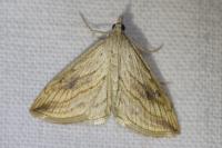 Evergestis forficalis