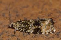 Celypha lacunana