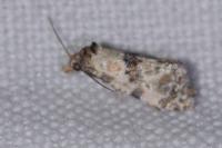 Cochylis molliculana