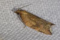 Acleris rhombana