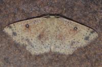 Cyclophora porata