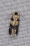 Etainia decentella