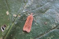 Helcystogramma triannulella