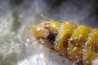 Epirrita dilutata