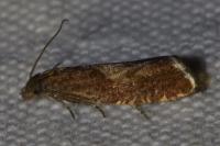 Dichrorampha acuminatana