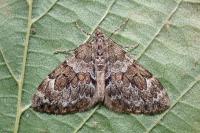 Thera britannica