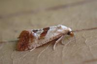 Falseuncaria ruficiliana