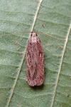 Depressaria