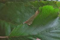 Parornix devoniella