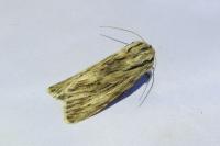 Asteroscopus sphinx
