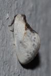Cilix glaucata/hispanica