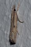 Agriphila geniculea