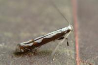 Dialectica scalariella